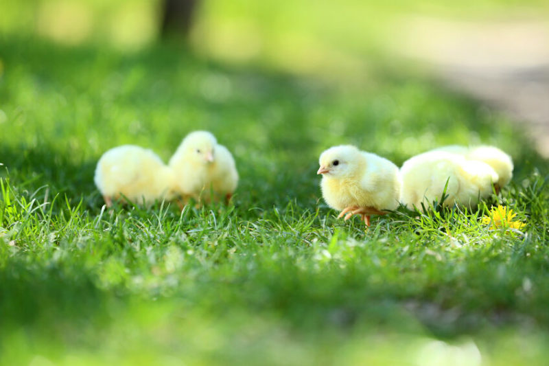 How To Prevent Salmonella Outbreaks In Backyard Flocks Chickens For