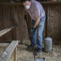 Preventing Salmonella Outbreaks in Backyard Flocks