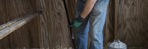 Preventing Salmonella Outbreaks in Backyard Flocks