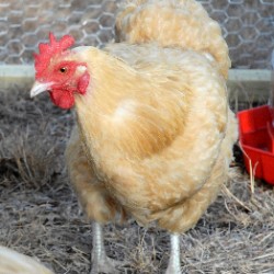 Buff Orpington - Baby Chickens For Sale | Chickens For Backyards