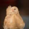 Buff Orpington