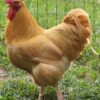 Buff Orpington