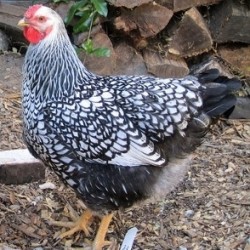 Silver Laced Wyandotte Baby Chicks | Chickens For Backyards