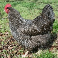 Cuckoo Marans Chicken Breed - Baby Chicks | Chickens For Backyards