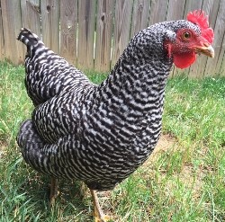 Baby Barred Plymouth Rock Chickens For Sale | Chickens For Backyards