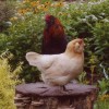 Easter Egger Chickens for Sale