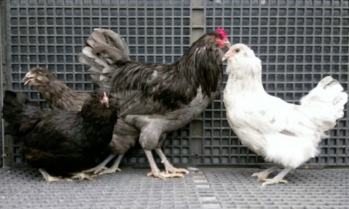 Blue Ameraucana Chicks For Sale Chickens For Backyards