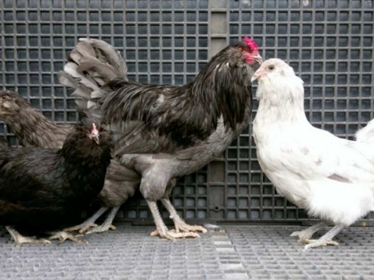 Blue Ameraucana Chicks For Sale Chickens For Backyards