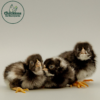 Barred Rock Bantam Chicks