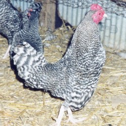 Barred Old English Bantam Day-Old Chicks | Chickens For Backyards