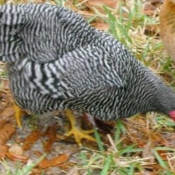 Barred Plymouth Rock Bantam Chicken