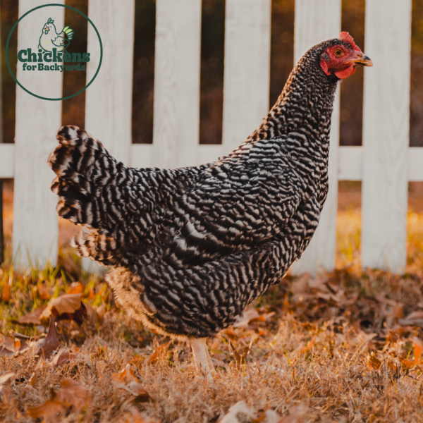 Barred Plymouth Rock