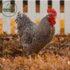 Barred Plymouth Rock - Image 2