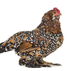 Mille Fleur DUccles Bantam