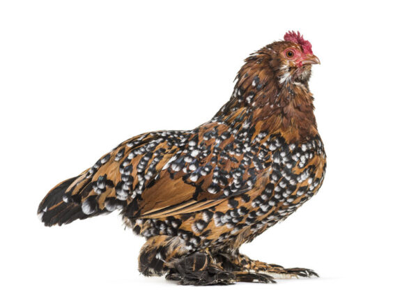 Mille Fleur DUccles Bantam