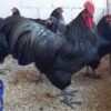 Black Australorp