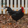 Black Australorp - Image 2