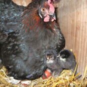 French Black Copper Marans Chicks for Sale | Chickens For Backyards