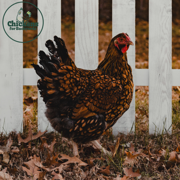 Golden Laced Wyandotte