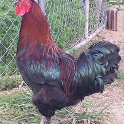 French Black Copper Marans Chicks for Sale | Chickens For Backyards