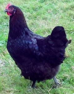 French Black Copper Marans Chicks for Sale | Chickens For Backyards