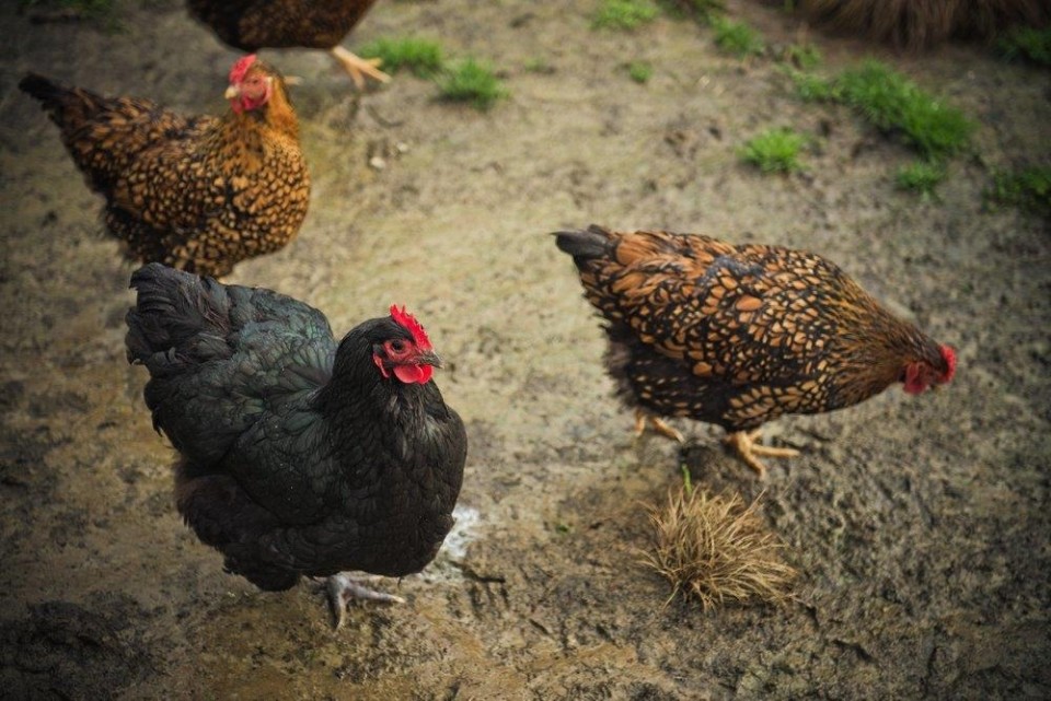 pictures of jersey giant chickens