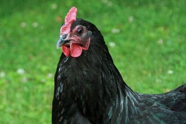 Black Jersey Giant Chicken