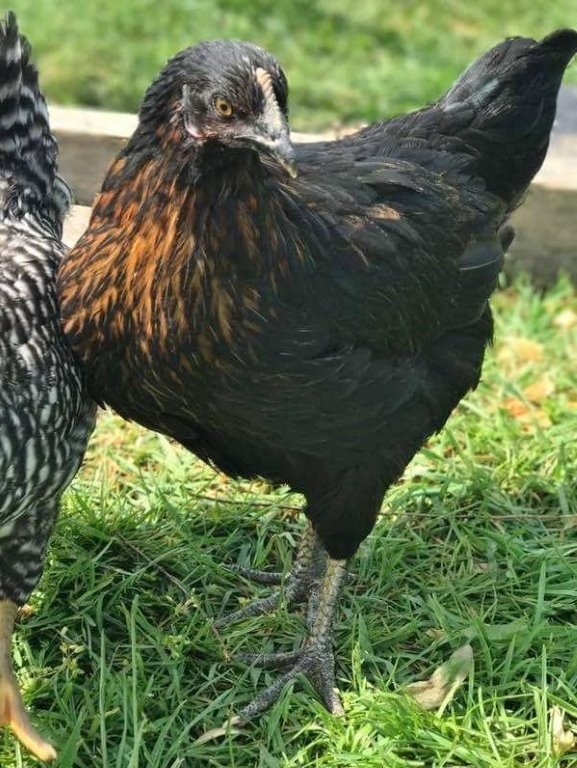 Black Star Chickens For Sale Chickens For Backyards