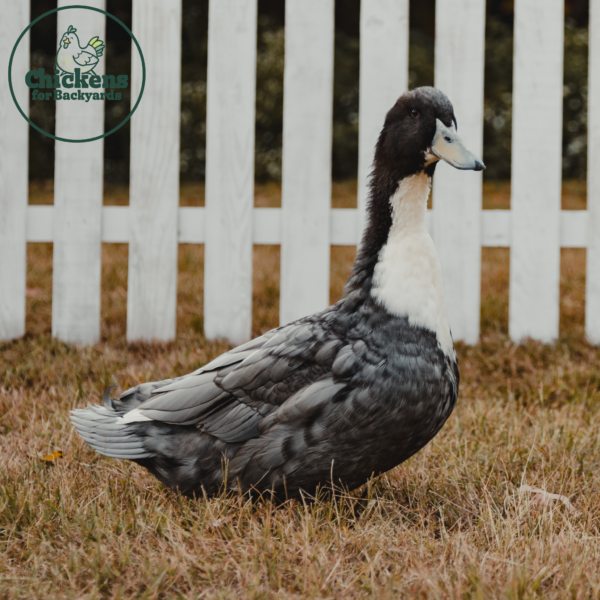 Blue Swedish Duck