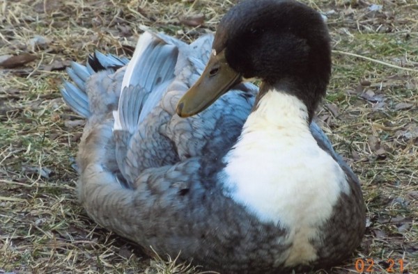 Blue Swedish Ducks for Sale