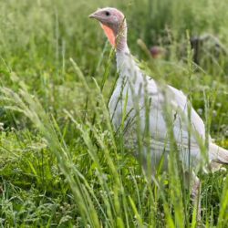 Broad Breasted White Turkey