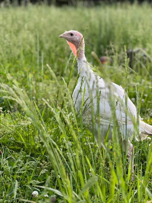 Broad Breasted White Turkey