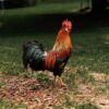 Brown Leghorn