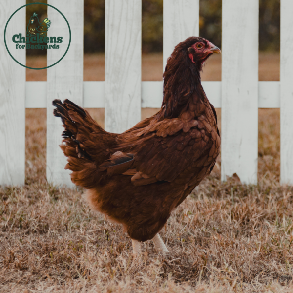 Buckeye Hen