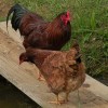 Buckeye Chickens for Sale