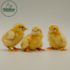 Buff Orpington Bantam Chicks