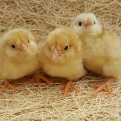 Buff Ameraucana Chicks for Sale | Chickens For Backyards