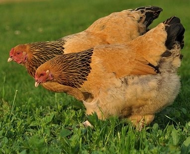 Brahma Chickens For Sale