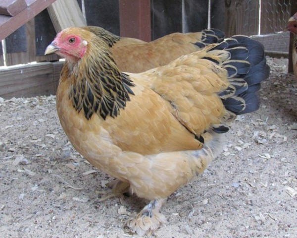 Buff Brahma Chicken