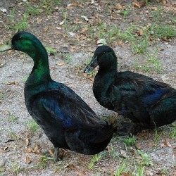 Cayuga Ducks for Sale