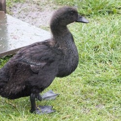 Cayuga Duck