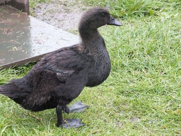 Cayuga Duck