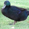 Cayuga Duck