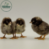 Cuckoo Marans Chicks