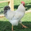 Delaware Chickens for Sale