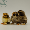 Golden Laced Cochin Chicks