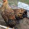 Golden Laced Wyandotte