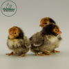 Golden Sebright Bantam Chicks