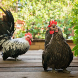 Gray Japanese Bantam