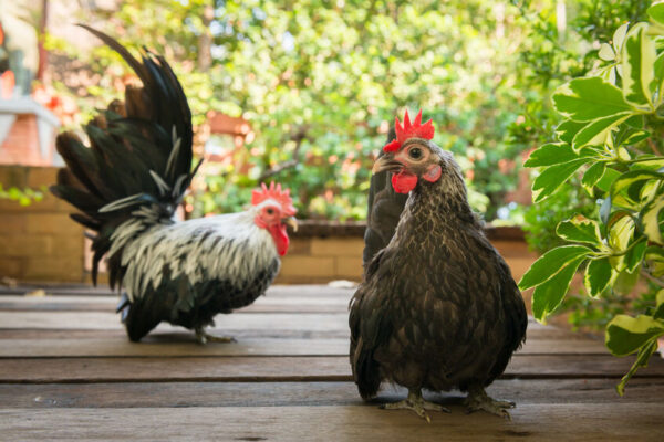 Gray Japanese Bantam